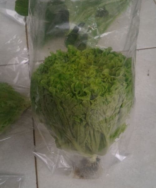 produk-selada (6)