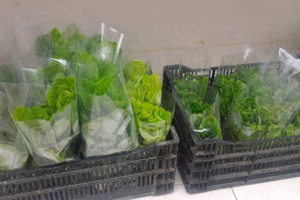 produk-selada (8)